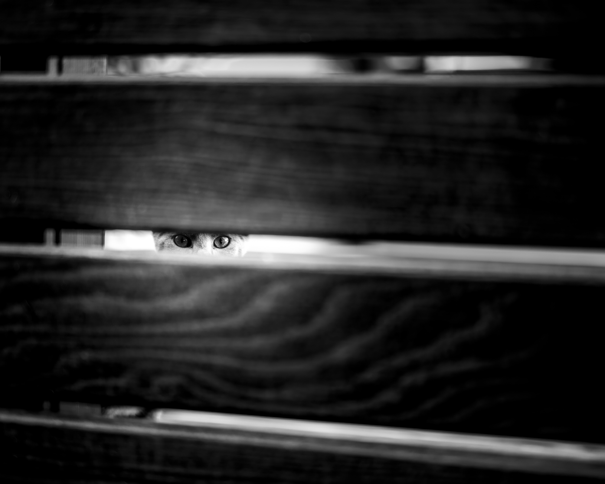 Augen im Spalt